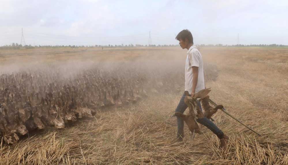 Tayland'ın tarlalarını temizlemek için 10 bin ördek göreve çağrıldı