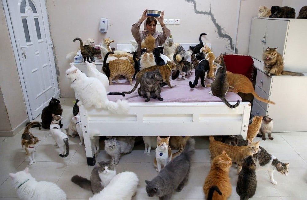 Evinde 480 kedi ve 12 köpek besliyor