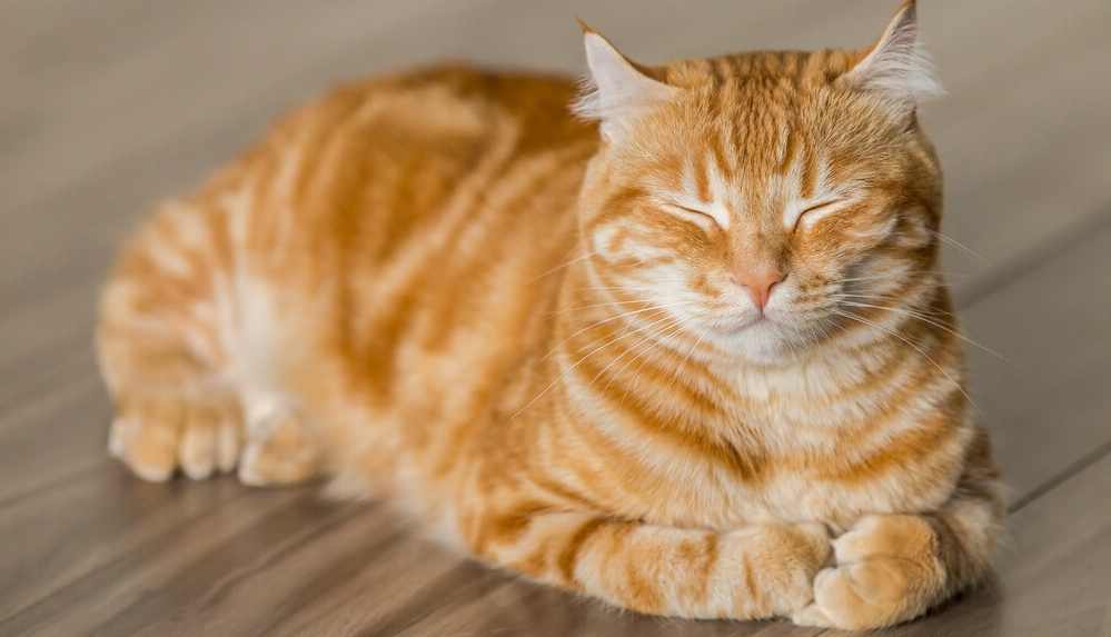 Kedilerin en sık sergilediği 6 davranışı bilim açıkladı