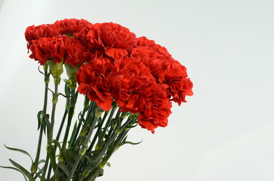 Sevgiliye hangi çiçek alınmalı? Sevgiliye hangi çiçek gönderilir?