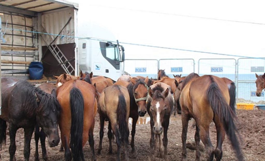 Hopa'da ölüme terk edilen atlar için Haluk Levent devreye girdi