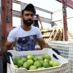 felsefe-ogretmeni-tarim-iscisi