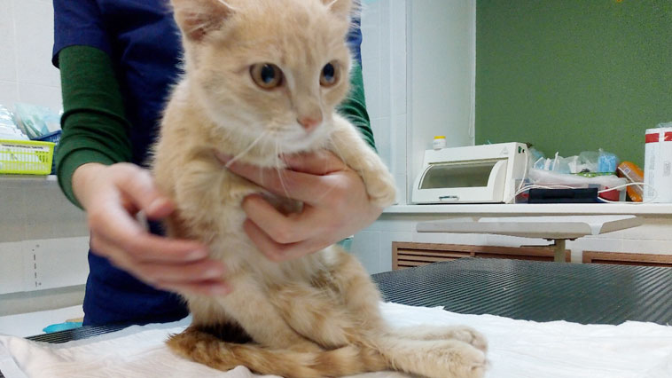 Rusya’da havalı tabanca ile 9 el ateş edilen yavru kedi ‘Patron’a hayvan severler sahip çıktı
