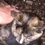 uyusturucu-kuryesi-kedi