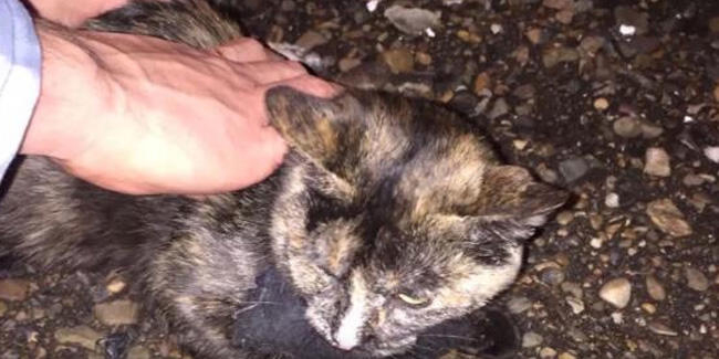 Uyuşturucu kuryesi olarak kullanılan kedi gardiyanlara yakalandı