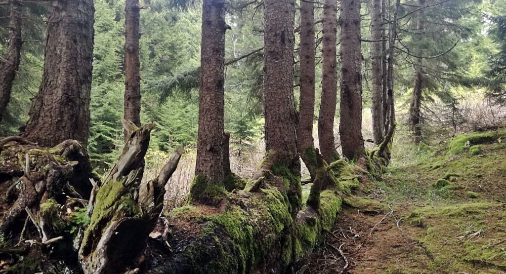 300 yılllık agac govdesinde 17 agac buyuttu