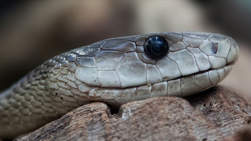 Koronovirüs yılan-1