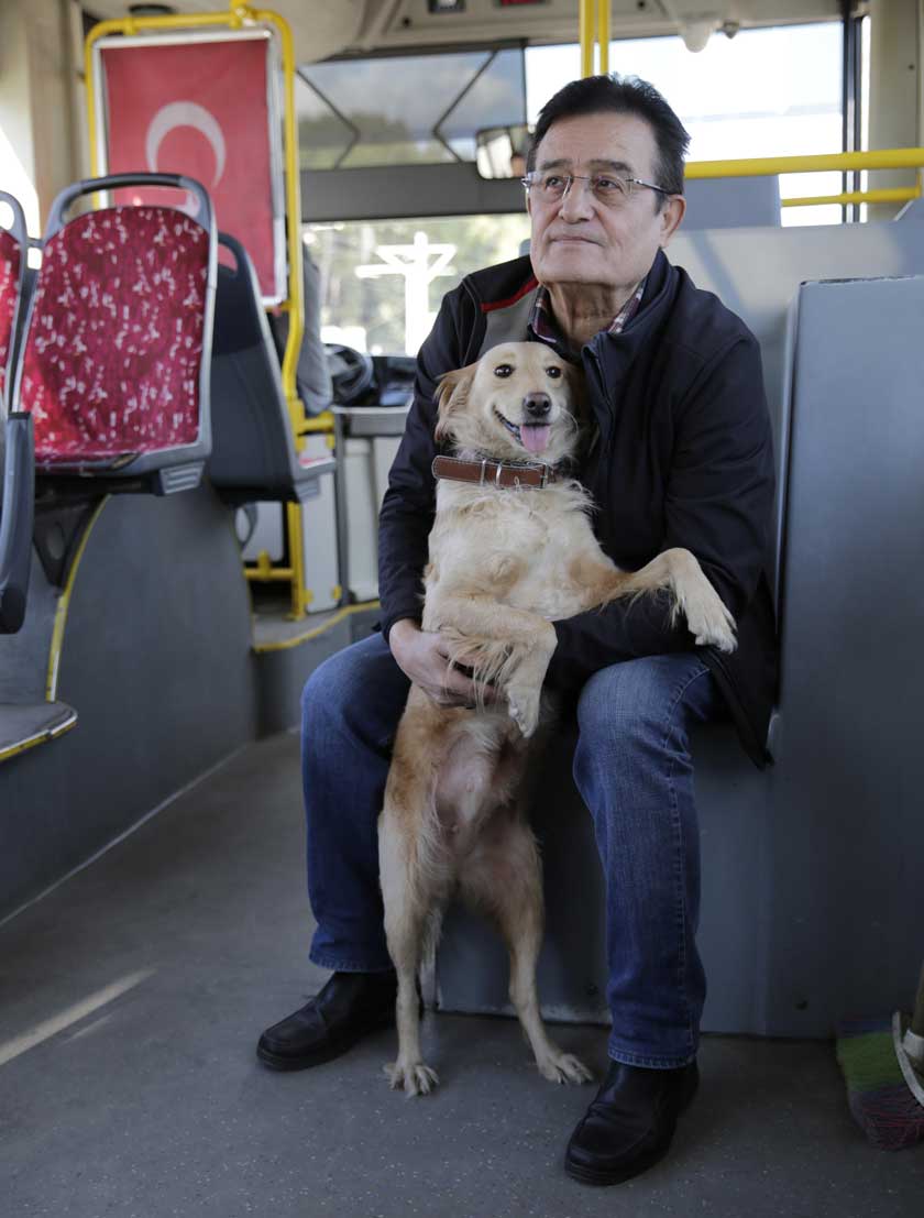 Otobüse binen köpek yolcularla şehir turu attı