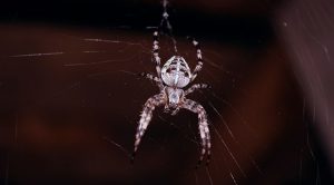 Felaketlerle boğuşan Avustralya'da 'zehirli örümcek' krizi