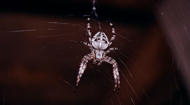 Felaketlerle boğuşan Avustralya'da 'zehirli örümcek' krizi