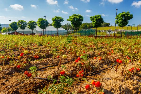 Greenpeace: Türkiye'de domates, biber ve salatalığın yüzde 15'i zehirli