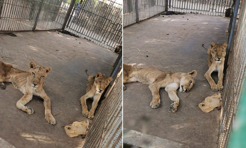 Hayvanat bahçesinde açlıktan ölmek üzere olan aslanlar yaşam mücadelesi veriyor