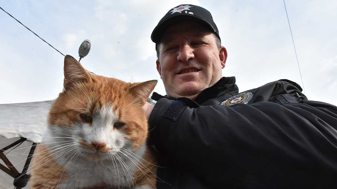 Polis uygulama noktasına sığınan kedi 'Cemşit' ekiplerin maskotu oldu