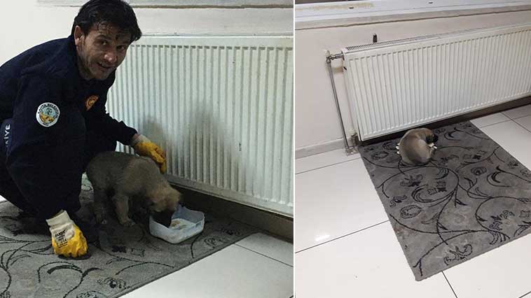 Yağmurda ıslanıp üşüyen yavru köpeğe itfaiye sahip çıktı 4 Yağmurda-Sırılsıklam-Islanan-Köpeğe-İtfaiye-Erleri-Sahip-Çıktıöç