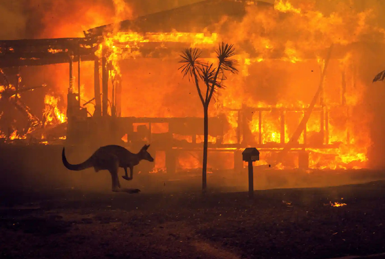 Avustralya’daki yangınlarda 113 canlı türü acil yardıma muhtaç hale geldi