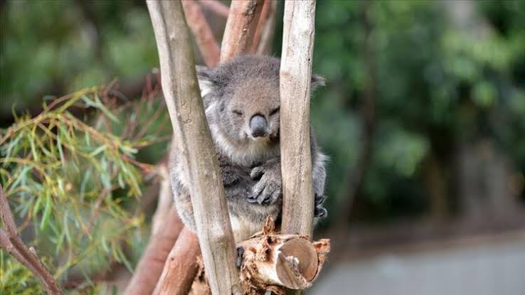 Avustralya'da kereste için onlarca koala öldürüldü, hayvan katliamı büyük öfke yarattı