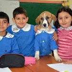 Sokakta bulunan 'Fındık' köpek, Tokat'ta okula başladı 4 findik-kopek-tokat-ta-okula-basladi-690063-5