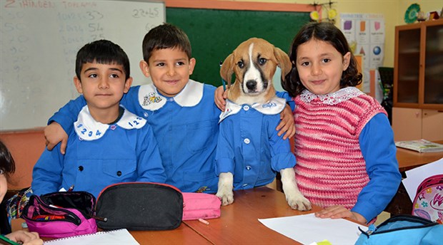 Sokakta bulunan 'Fındık' köpek, Tokat'ta okula başladı