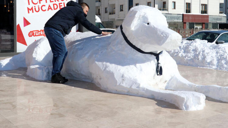 Sivas'ta kardan 5 metrelik kangal köpeği!