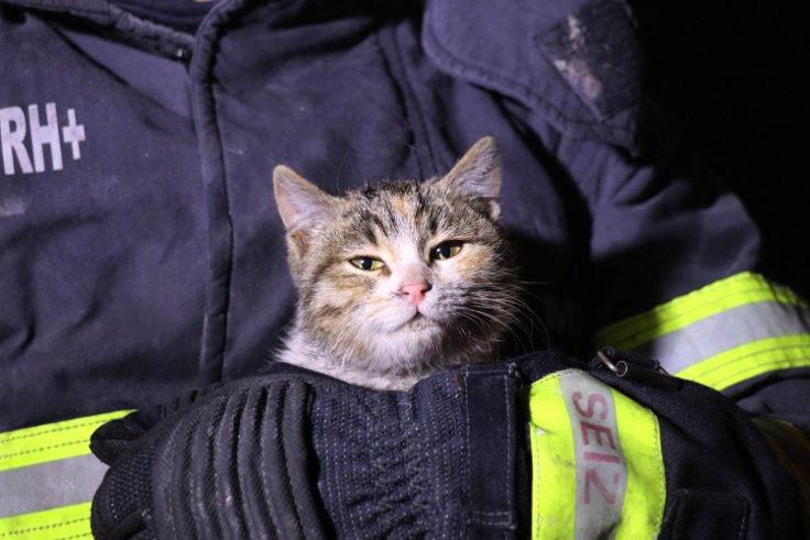 Yangından mahsur kalan yavru kediyi itfaiye ekipleri kurtardı