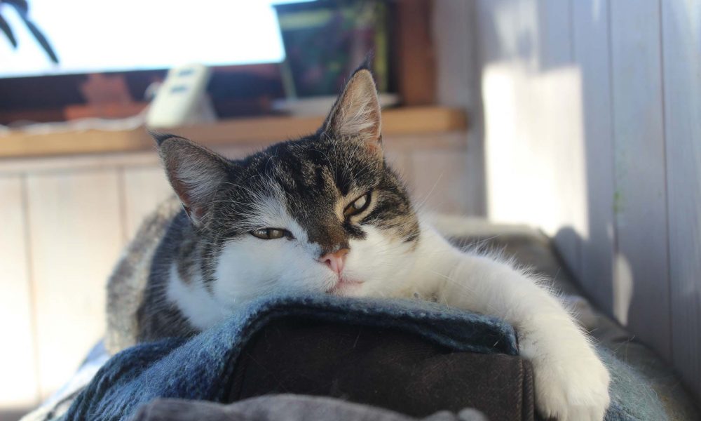 Veteriner Hekimler Odası Açıkladı: Kediden insana koronavirüs bulaşır mı? 4 kedi koronavirüs