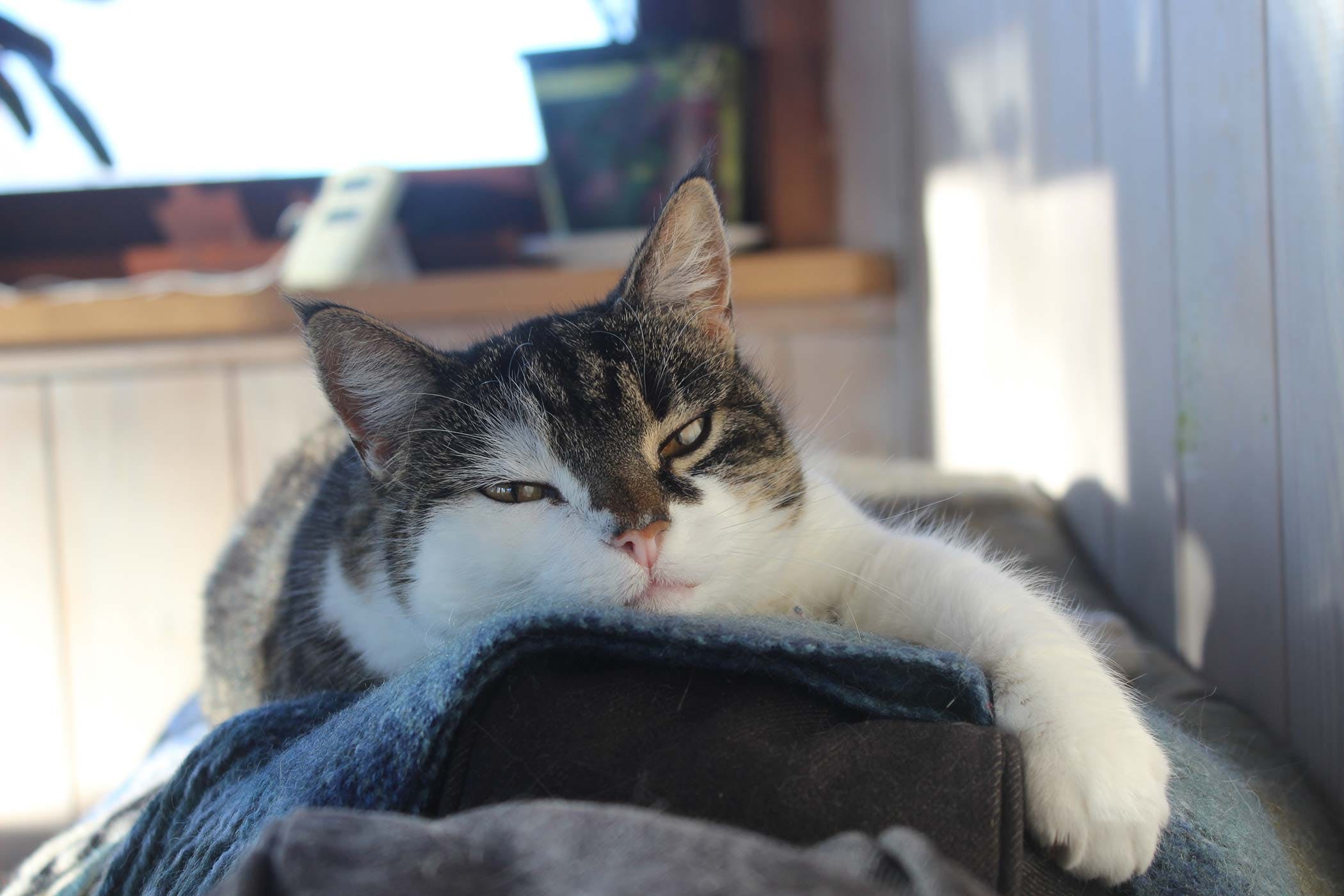 Kedilerin en sık sergilediği 6 davranışı bilim açıkladı