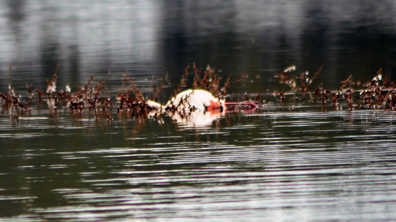 Konya'da 13 flamingo soğuktan öldü
