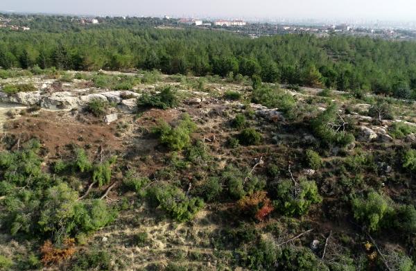 1511 ağacı kesti, alkolüydüm hatırlamıyorum dedi!