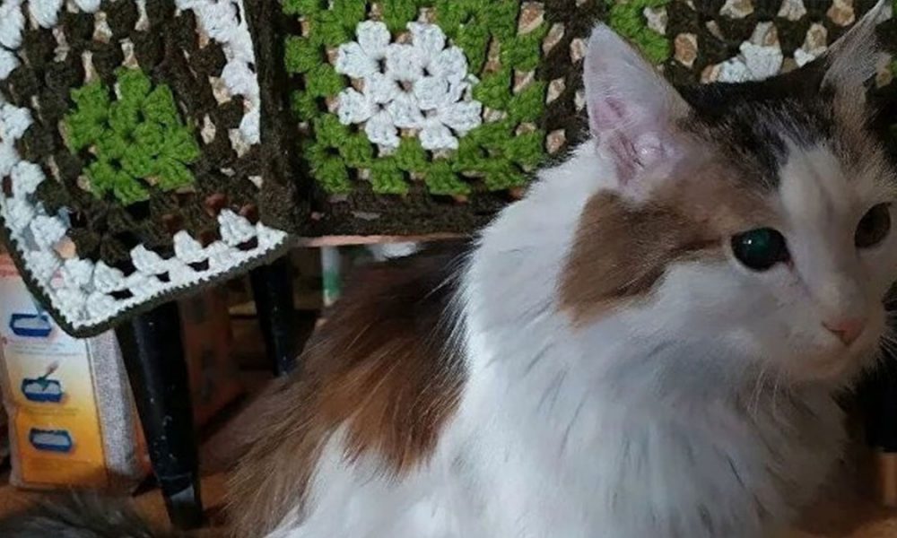 sahibini yanmaktan kurtaran kedi