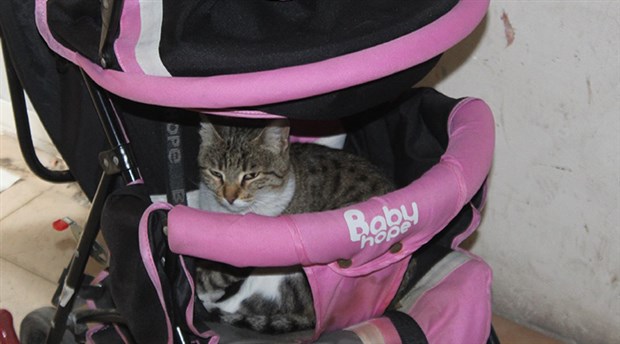 Hamile sokak kedisi, bebek arabasında doğum yaptı