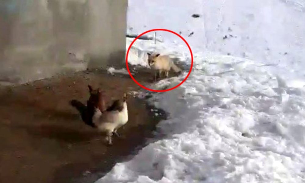 Erzurumlu çiftçiden tavuklarını yemek isteyen tilkiye: Kızım bunlar bizim tavuklar sana yedirmeyiz