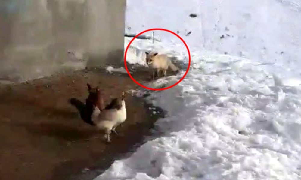 Erzurumlu çiftçiden tavuklarını yemek isteyen tilkiye: Kızım bunlar bizim tavuklar sana yedirmeyiz 4 tavuklarini-yemek-isteyen-tilkiyle-dakikalarca-sohbet-etti