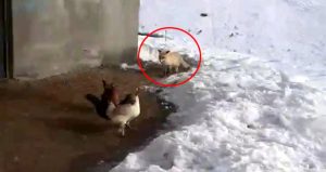 Erzurumlu çiftçiden tavuklarını yemek isteyen tilkiye: Kızım bunlar bizim tavuklar sana yedirmeyiz