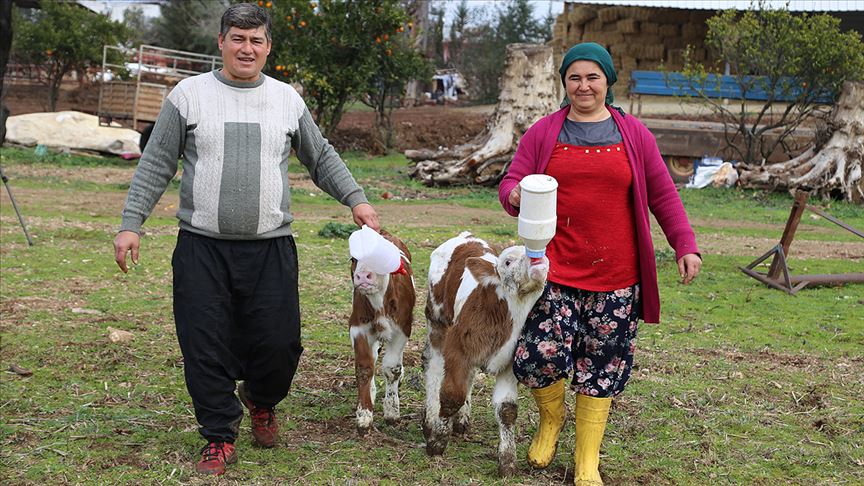 tektas yerine buzagi secti-1