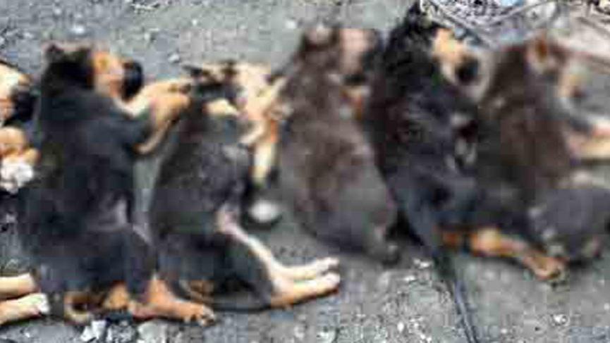 Zonguldak'ta korkunç olay! Yavru köpekleri zehirleyip öldürdüler