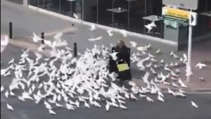 İspanya sokaklarında aç kalan güvercinler bir kadının peşine takıldı