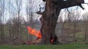 Bu nasıl vicdan! 400 yıllık tarihi çınar ağacını yaktılar
