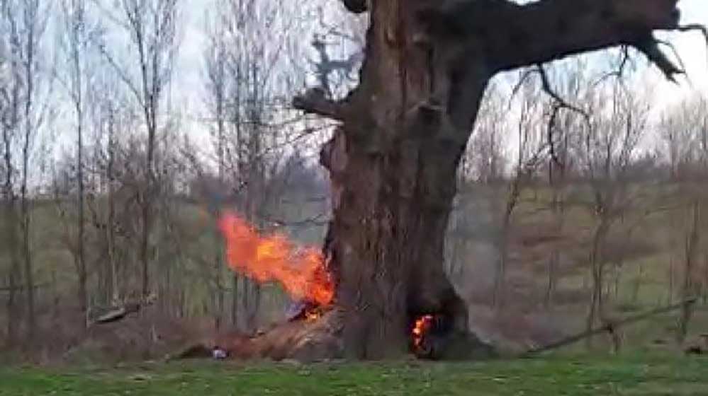 Bu nasıl vicdan! 400 yıllık tarihi çınar ağacını yaktılar