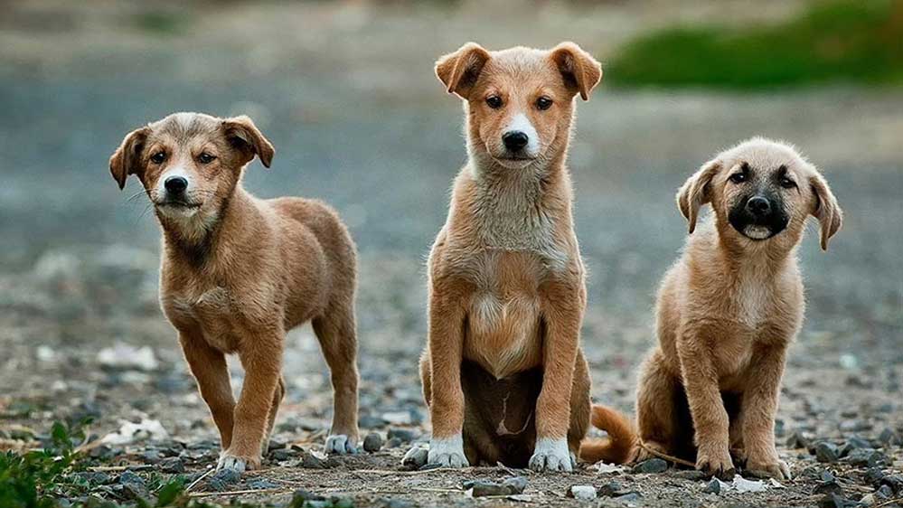 ‘Koronavirüs-korkusuyla-çok-sayıda-hayvan-sokaklara-terk-edildi’