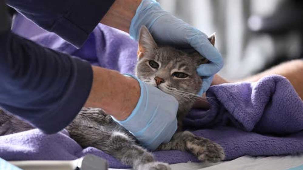 ABD'de iki ev kedisinde Koronavirüs tespit edildi