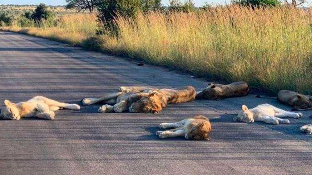 Güney Afrika'da Kruger Ulusal Parkı asıl sahipleri olan aslanlara kaldı