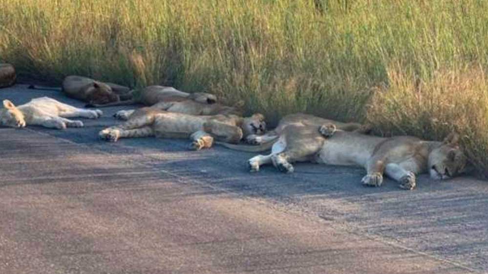 Güney Afrika'da Kruger Ulusal Parkı asıl sahipleri olan aslanlara kaldı