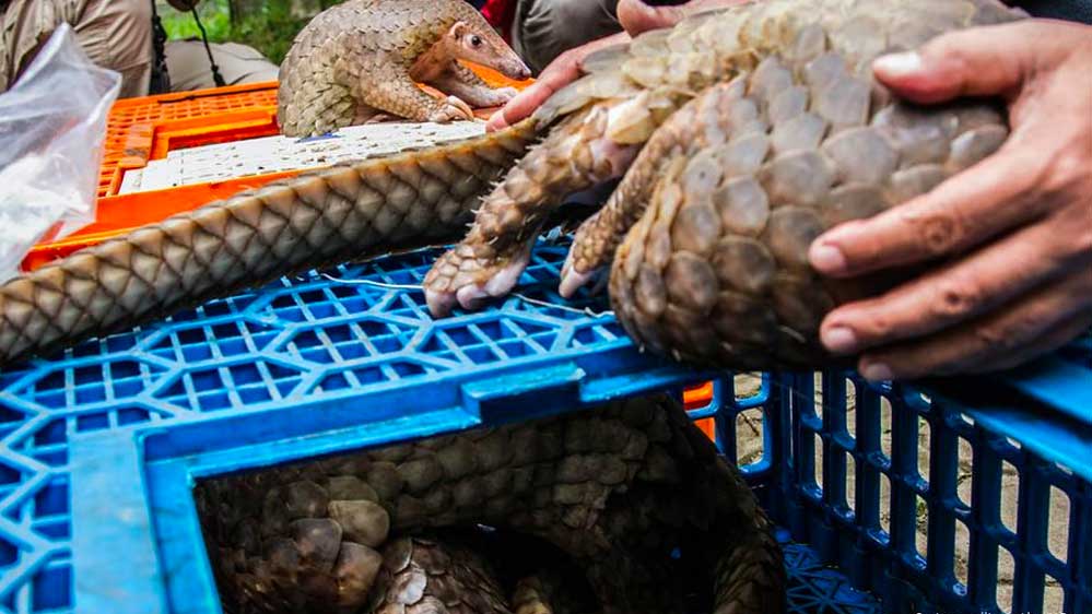 Koronavirüs-salgınının-altında-ekosistemin-tahrip-edilmesi-yatıyor