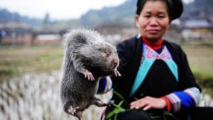 Salgının başladığı Çin’de en çok tüketilen vahşi hayvana yasak geldi