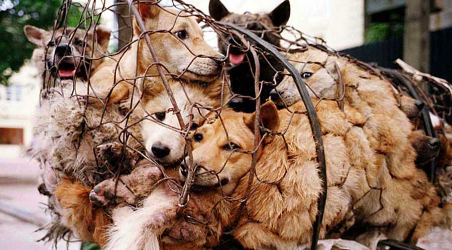 Çin’de kedi ve köpek eti satışı yasaklandı