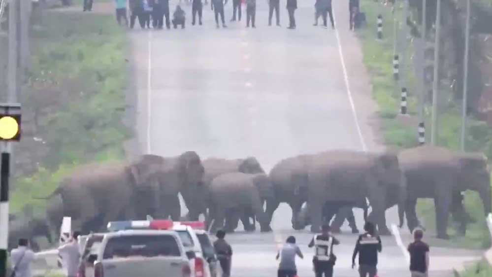 fil-surusu-kameralara-yansıdı