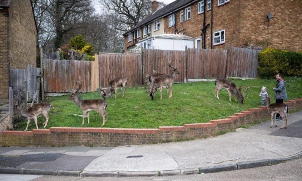 Londra sokakları geyiklere kaldı