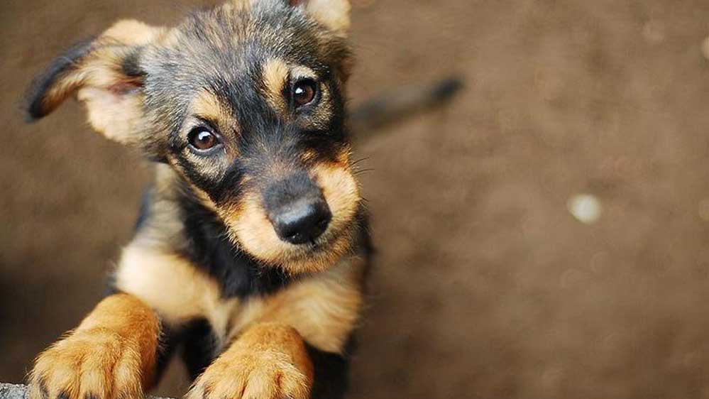 ‘Koronavirüs korkusuyla çok sayıda hayvan sokaklara terk edildi’