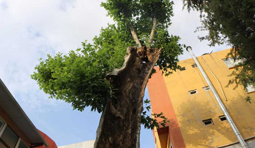 Çürüdü diye kesilmesi planlanan 400 yıllık ağaç, bakımla yeniden yeşerdi