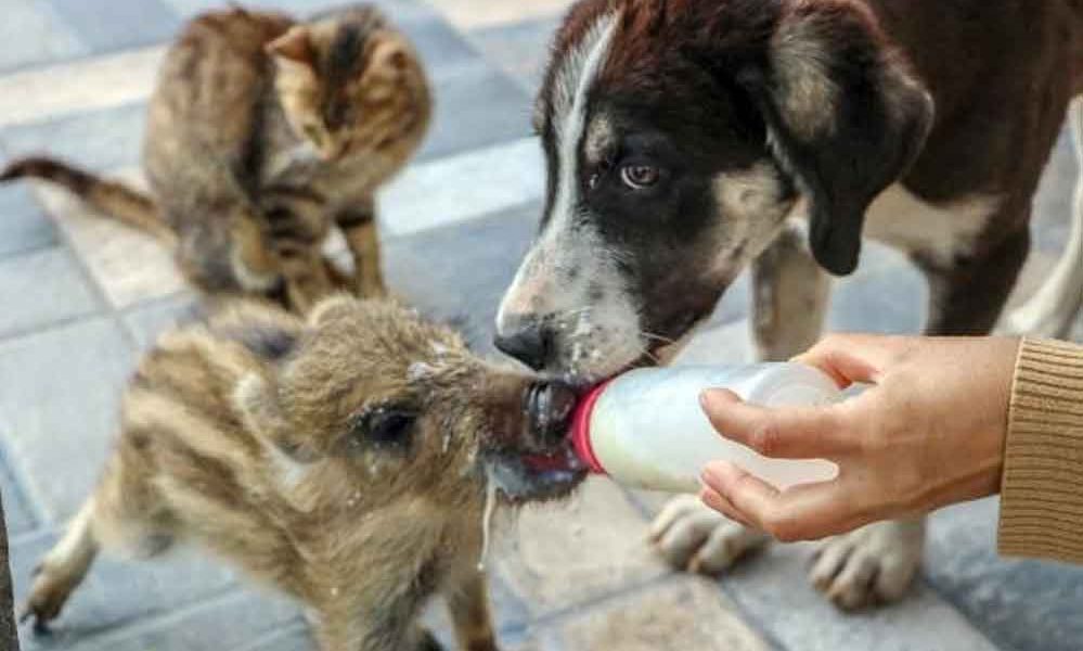 Ölümden-dönen-bebek-domuzu-biberonla-besliyor